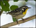 _7SB4098 yellow-throated warbler